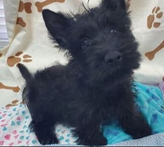 Scottish Terrier Puppies JUST REDUCED media 3
