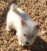West Highland White Terrier Male Puppy JUST REDUCED media 3