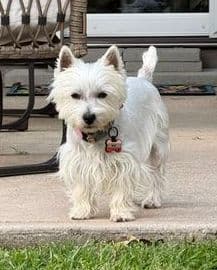 West Highland White Terrier Male Puppy JUST REDUCED media 8