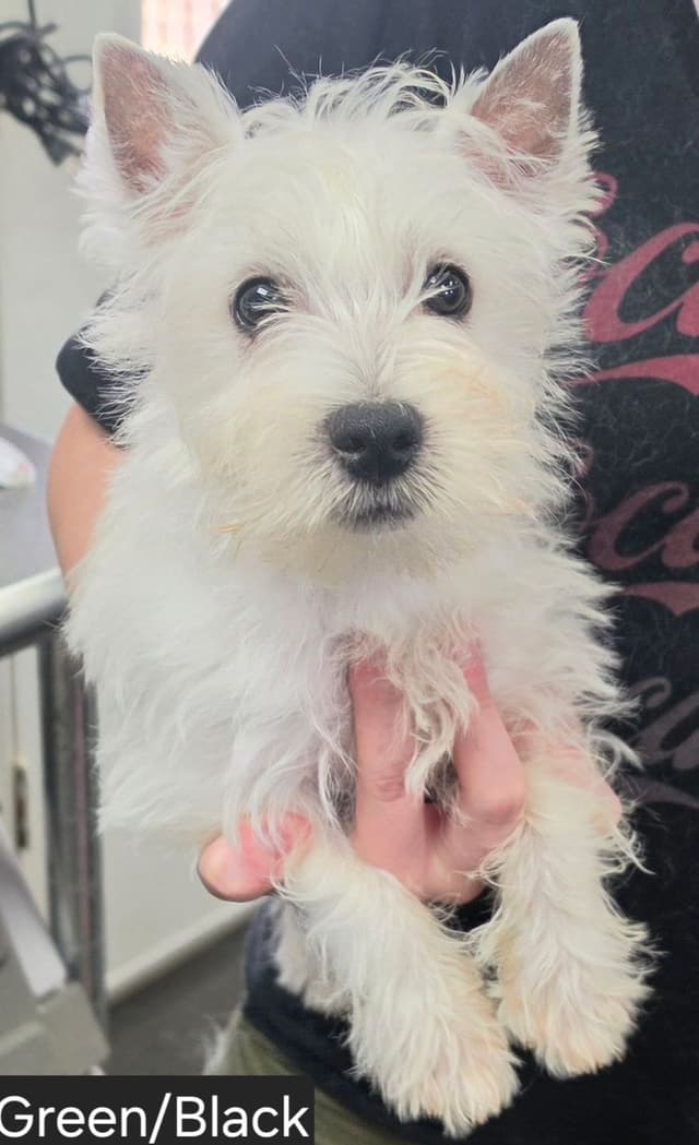 West Highland White Terrier Male Puppy JUST REDUCED media 2