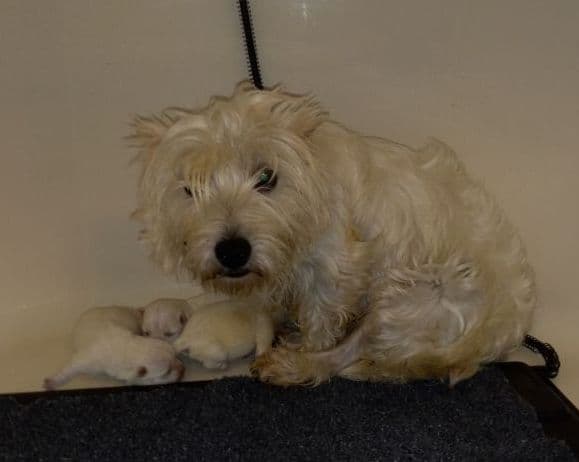 West Highland White Terrier Puppies media 9