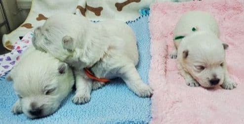 West Highland White Terrier Puppies media 8