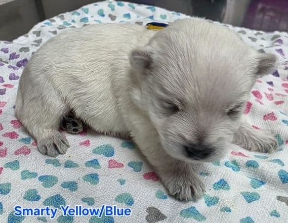 West Highland White Terrier Puppies media 6