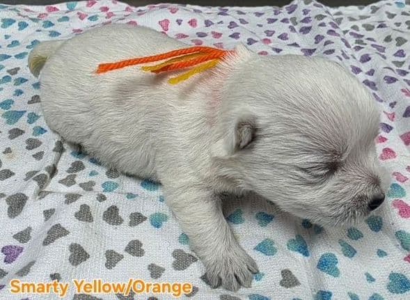 West Highland White Terrier Puppies media 7