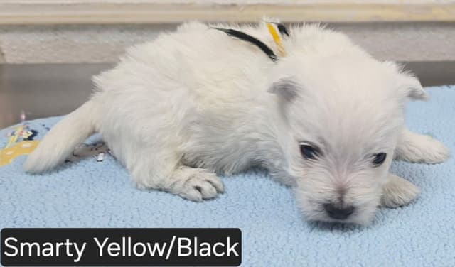 West Highland White Terrier Puppies media 3
