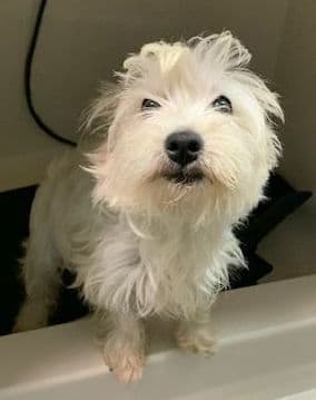 West Highland White Terrier Puppies media 11