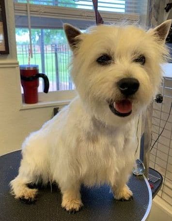 West Highland White Terrier Puppies media 10