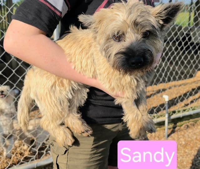 Cairn Terrier Puppy JUST REDUCED media 3