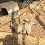 Cairn Terrier Puppy JUST REDUCED media 4