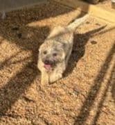 Cairn Terrier Puppy JUST REDUCED media 2