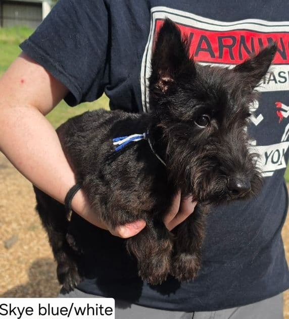 Scottish Terrier Puppies JUST REDUCED media 2