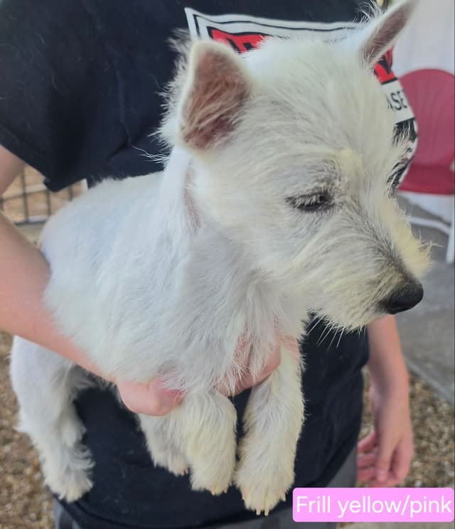 West Highland White Terrier Female Puppy JUST REDUCED media 2