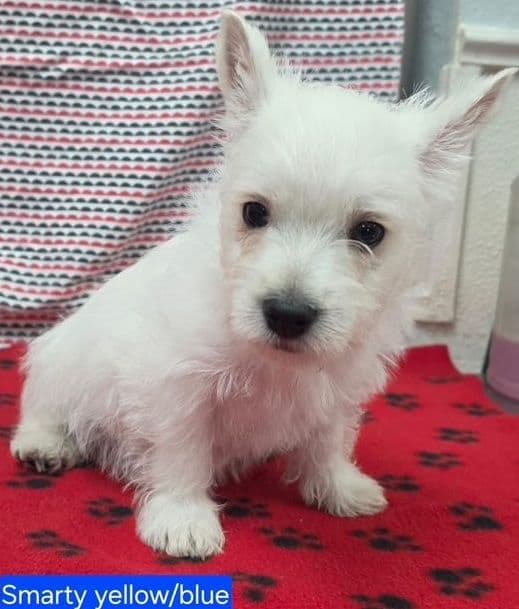 West Highland White Terrier Puppies media 2