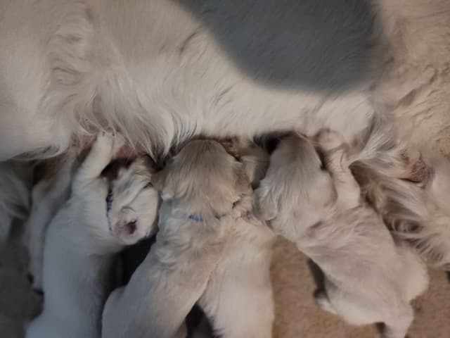 Golden Retriever Puppies media 2