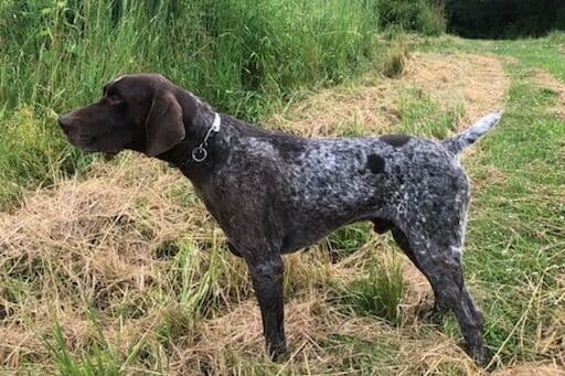 German Shorthaired Pointer Puppies breeder image 1