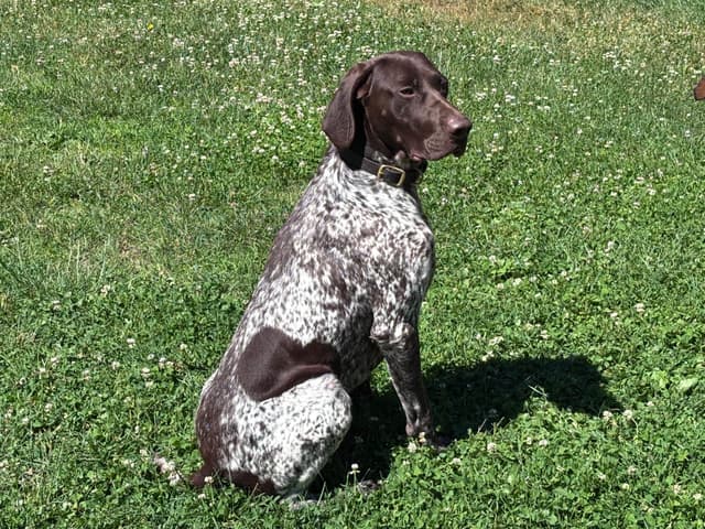 German Shorthaired Pointer Puppies media 2