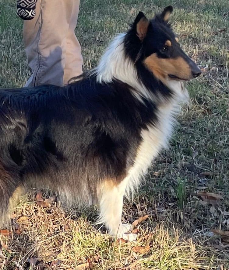Collie Puppies breeder image 5