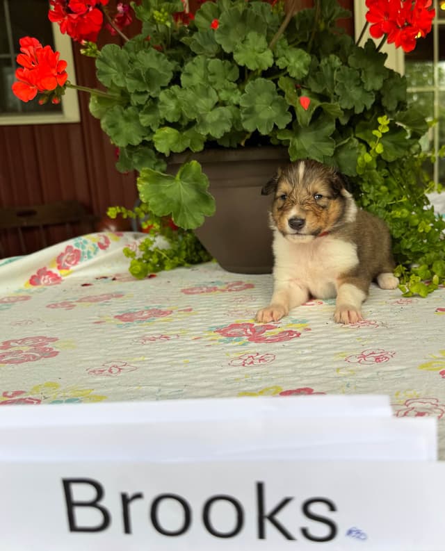 Collie Puppies media 2