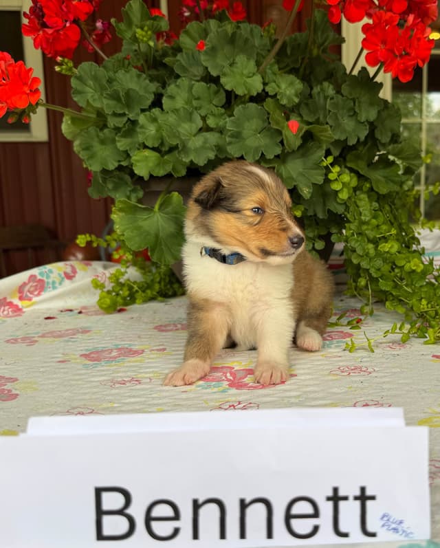 Collie Puppies media 4