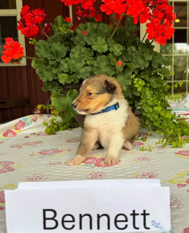 Collie Puppies media 5