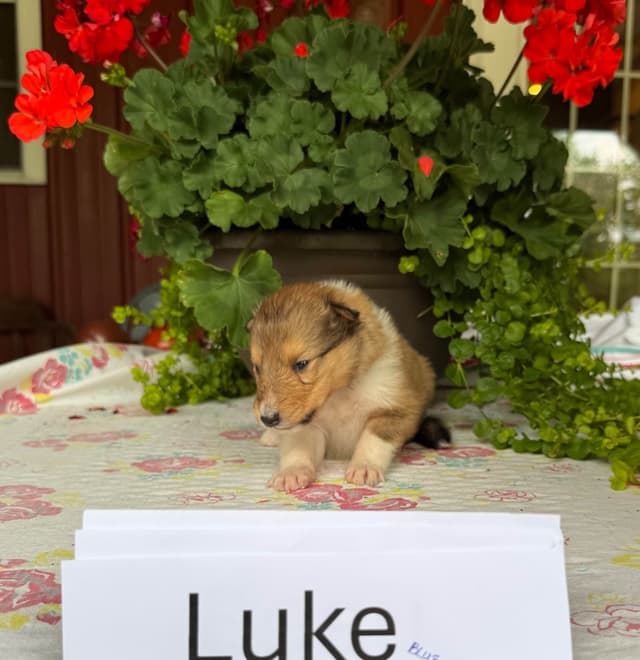 Collie Puppies media 6
