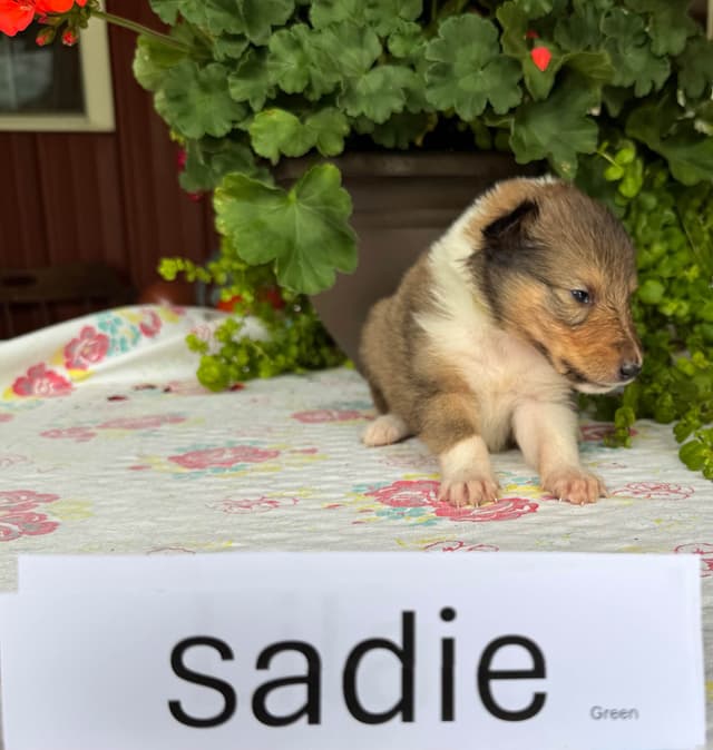 Collie Puppies media 7