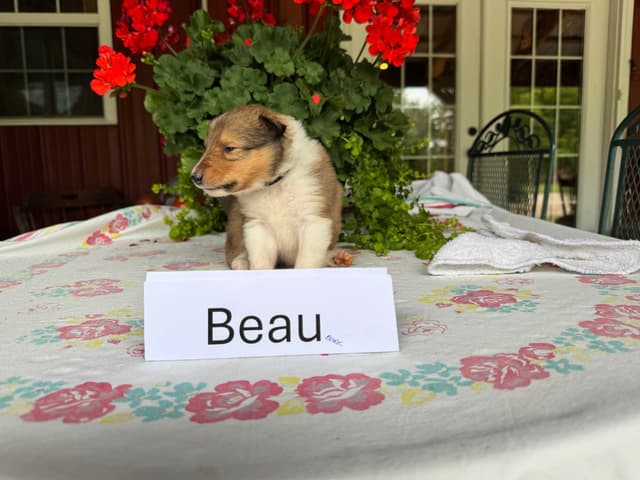 Collie Puppies media 9