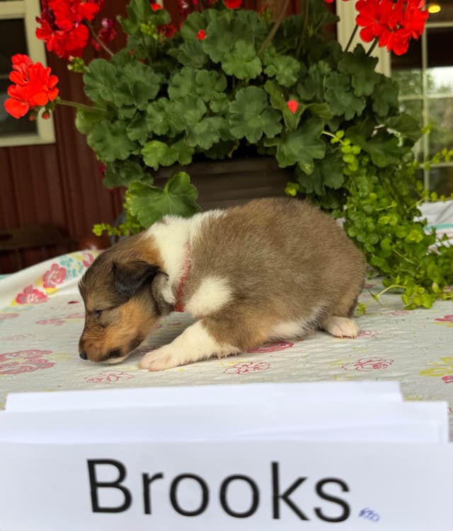 Collie Puppies media 10