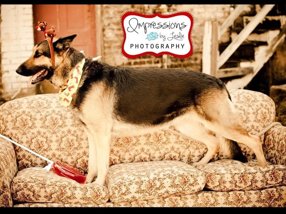Working Line / Service / Family German Shepherd Puppies breeder image 1