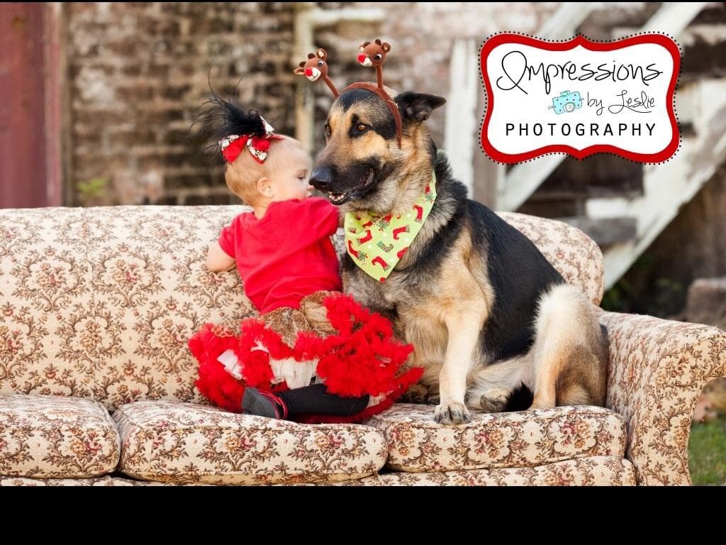 Working Line / Service / Family German Shepherd Puppies breeder image 3