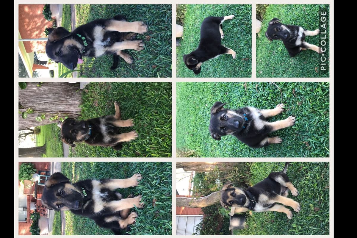 Working Line / Service / Family German Shepherd Puppies breeder image 6