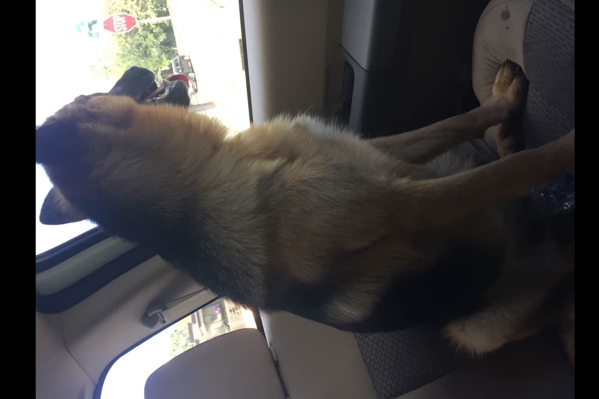 Working Line / Service / Family German Shepherd Puppies breeder image 9