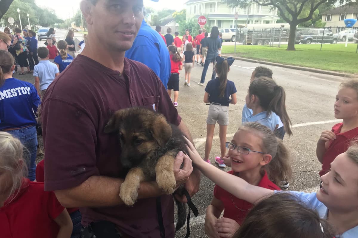Working Line / Service / Family German Shepherd Puppies breeder image 10