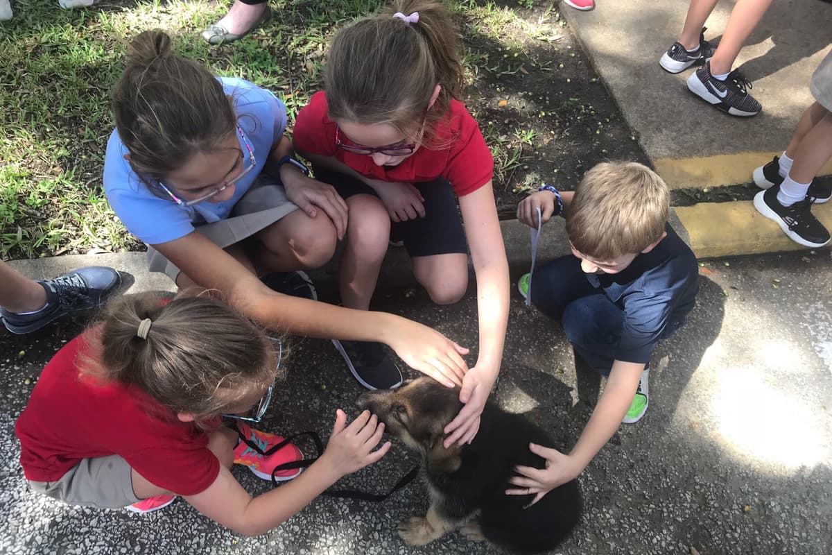 Working Line / Service / Family German Shepherd Puppies breeder image 11