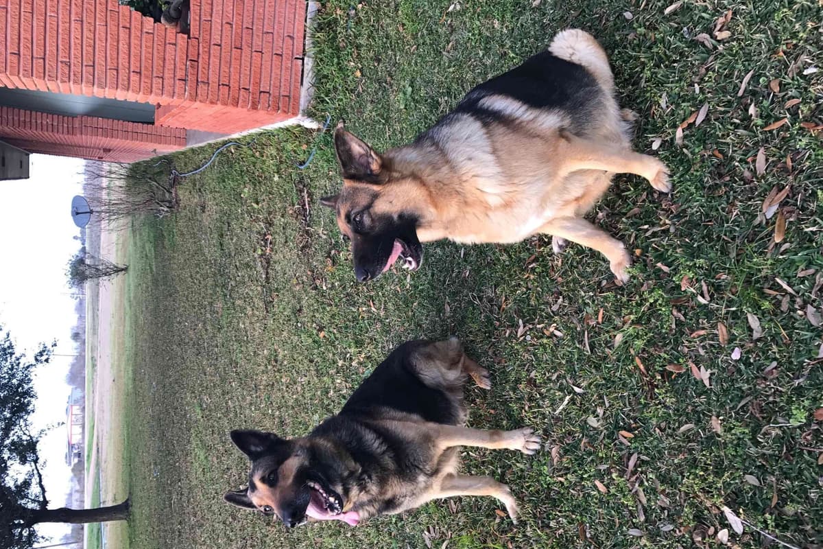 Working Line / Service / Family German Shepherd Puppies breeder image 12