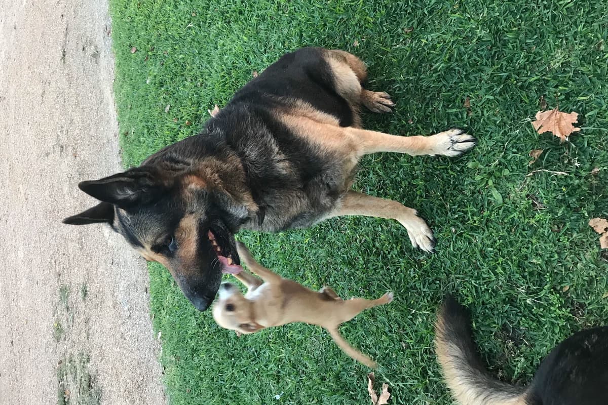 Working Line / Service / Family German Shepherd Puppies breeder image 17