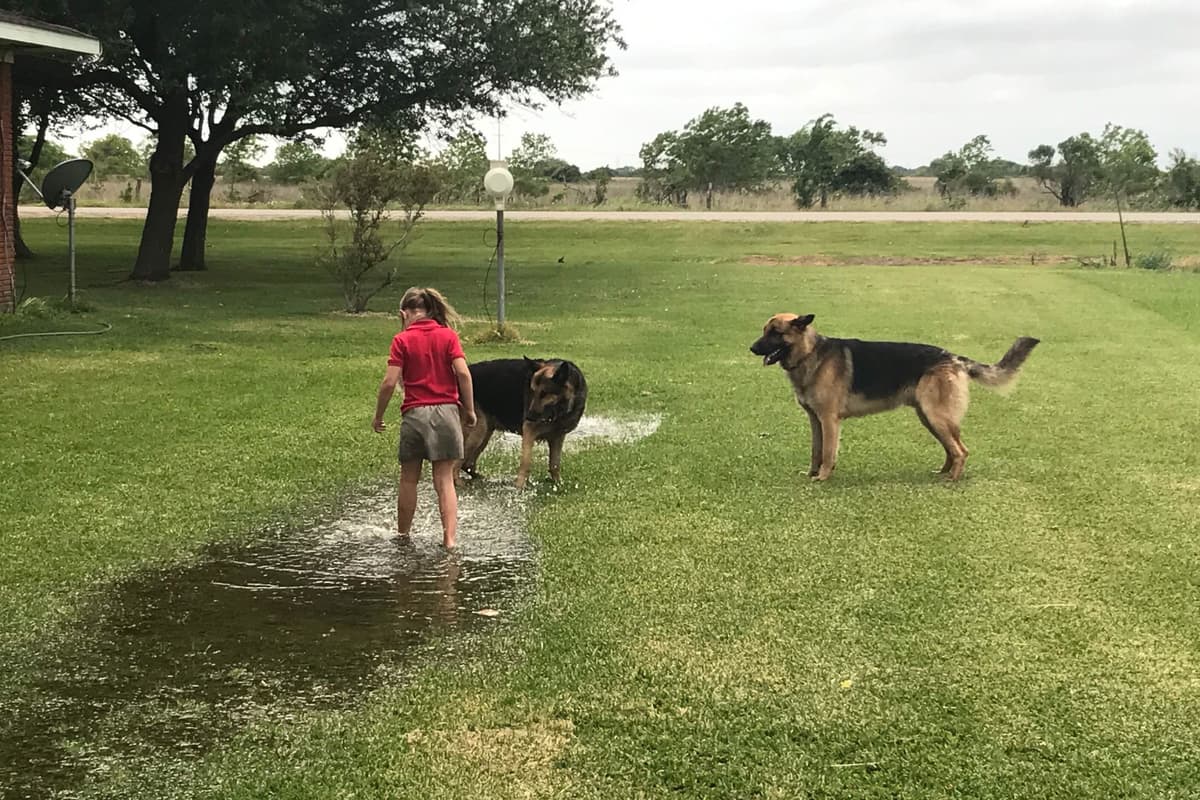Working Line / Service / Family German Shepherd Puppies breeder image 18