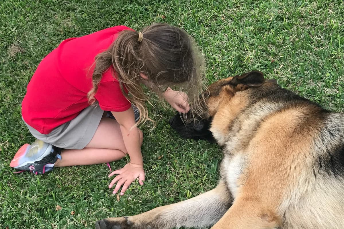 Working Line / Service / Family German Shepherd Puppies breeder image 19