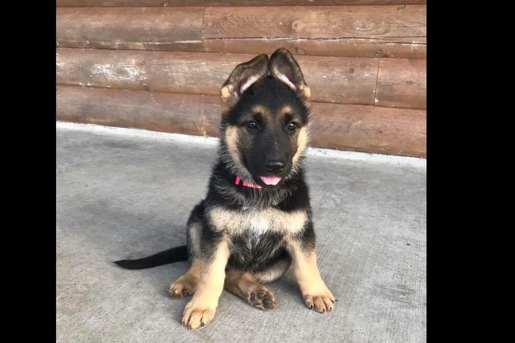 Working Line / Service / Family German Shepherd Puppies breeder image 20
