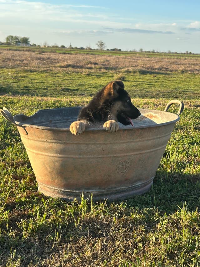 Working Line / Service / Family German Shepherd Puppies media 3