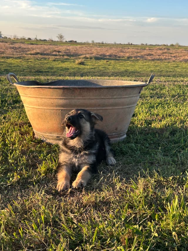Working Line / Service / Family German Shepherd Puppies media 4
