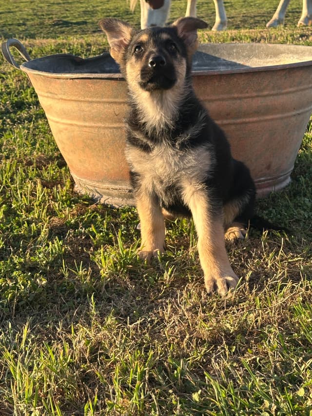 Working Line / Service / Family German Shepherd Puppies media 6