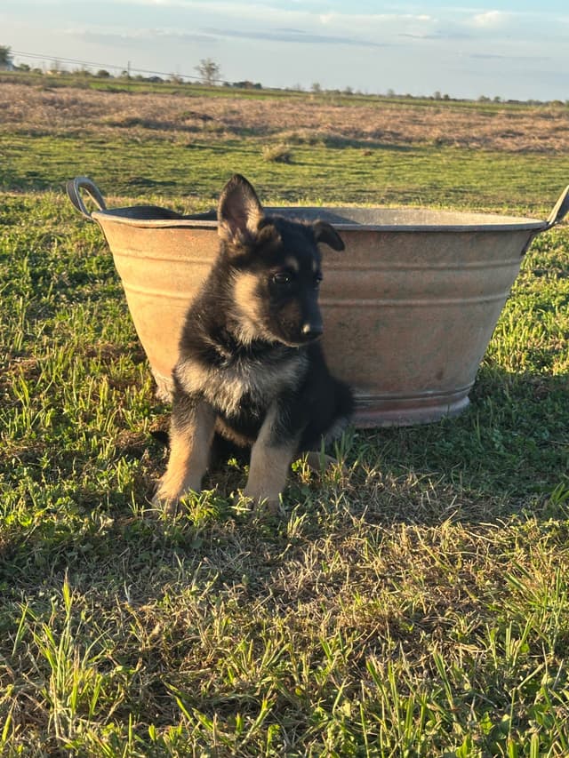 Working Line / Service / Family German Shepherd Puppies media 10