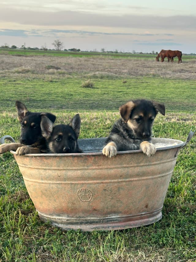 Working Line / Service / Family German Shepherd Puppies media 11