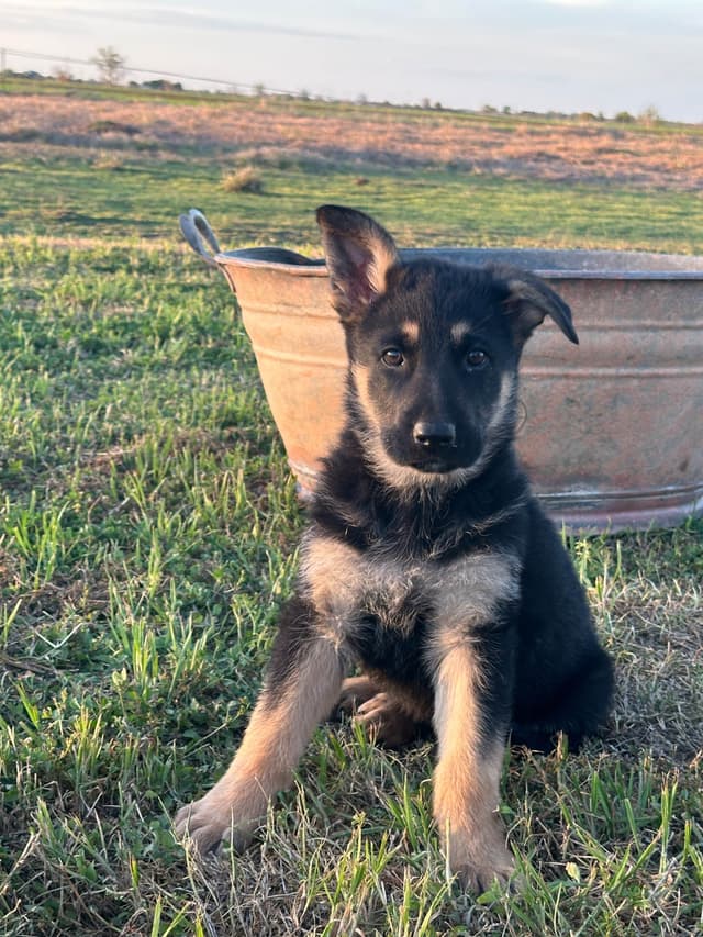 Working Line / Service / Family German Shepherd Puppies media 12