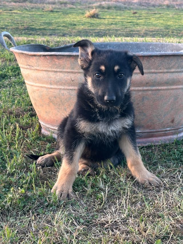 Working Line / Service / Family German Shepherd Puppies media 13