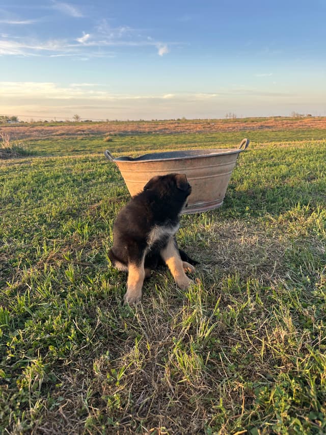 Working Line / Service / Family German Shepherd Puppies media 14