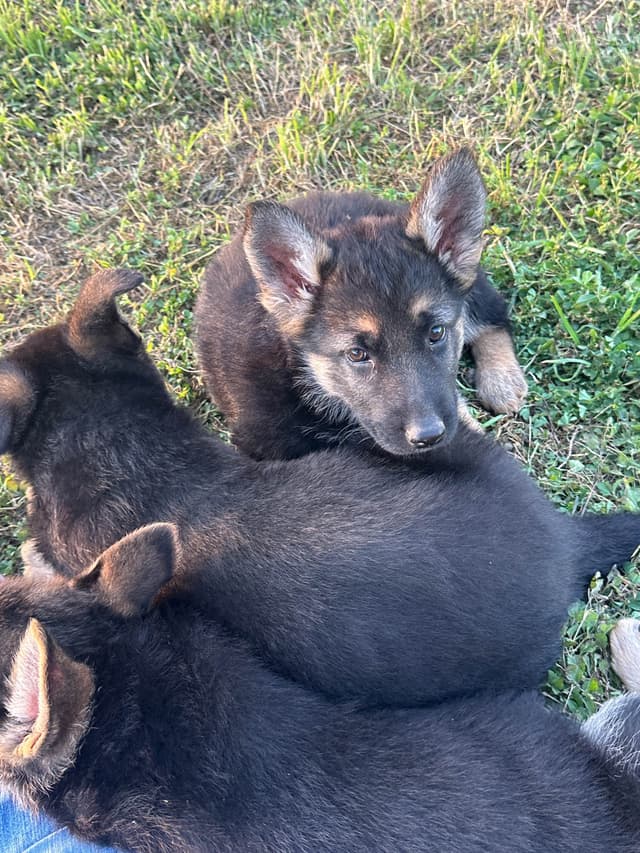 Working Line / Service / Family German Shepherd Puppies media 15