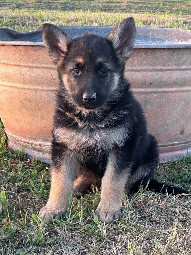 Working Line / Service / Family German Shepherd Puppies media 16