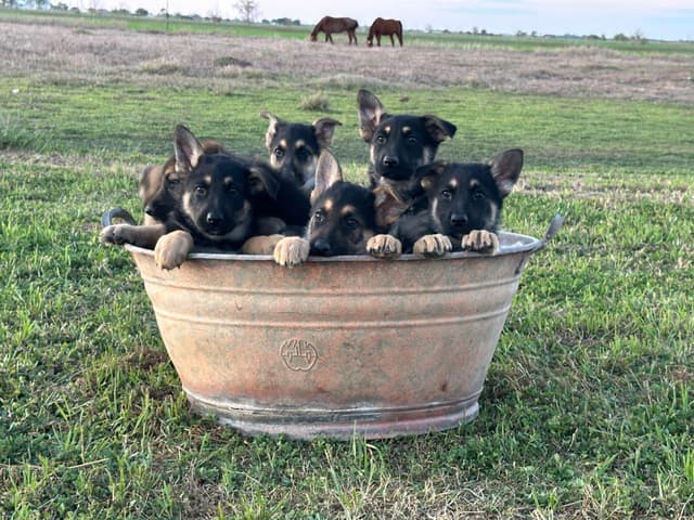 Working Line / Service / Family German Shepherd Puppies media 17